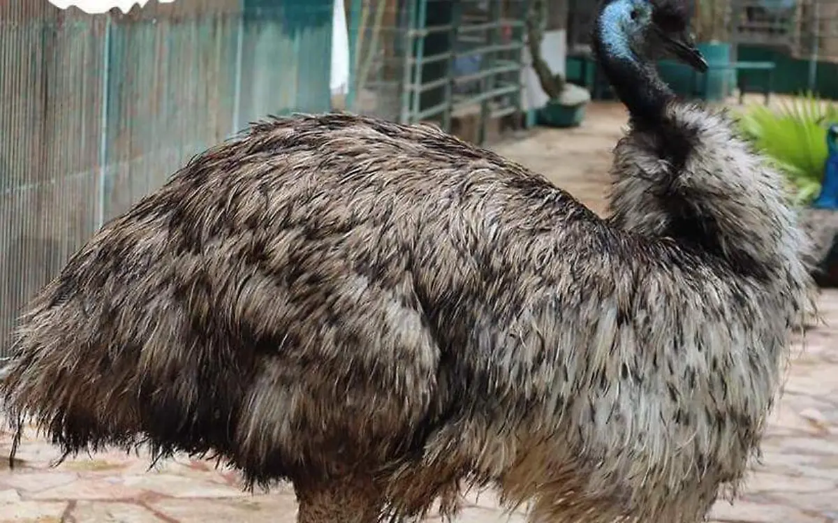 Emú se escapa del zoológico y ronda por las calles de Tehuacán